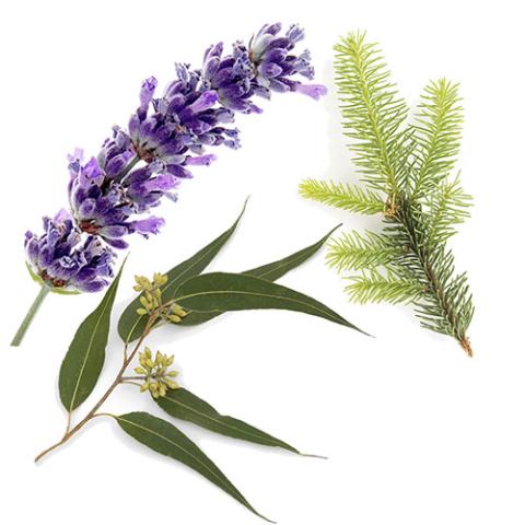 AromaMist 4oz Bottles AI503-SA Essential Oils 3-Pack - Eucalyptus, Lavender & Spruce 503103